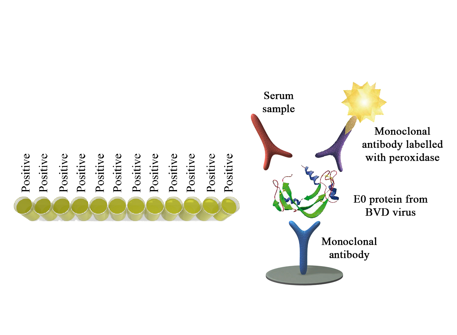 BIO K 283 - Monoscreen AbELISA BVDV (EO) / blocage